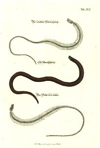 Angenehmer und nutzlicher Zeit-Vertreib mit Betrachtung curioser Vorstellungen allerhand kriechender, fliegender und schwimmender Thiere 1748 (21222216)