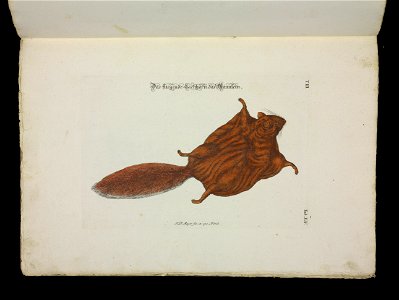 Angenehmer und nutzlicher Zeit-Vertreib mit Betrachtung curioser Vorstellungen allerhand kriechender, fliegender und schwimmender Thiere 1756 (44268133)