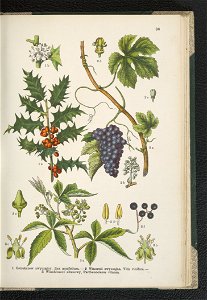Atlas panstwa roslinnego 1911 (91273560)