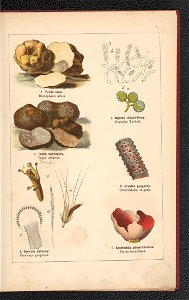 Atlas panstwa roslinnego 1900 (97591966)