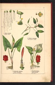 Atlas panstwa roslinnego 1900 (97592146)