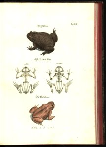 Angenehmer und nutzlicher Zeit-Vertreib mit Betrachtung curioser Vorstellungen allerhand kriechender, fliegender und schwimmender Thiere 1748 (21221433)