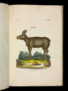 Angenehmer und nutzlicher Zeit-Vertreib mit Betrachtung curioser Vorstellungen allerhand kriechender, fliegender und schwimmender Thiere 1756 (44270089)