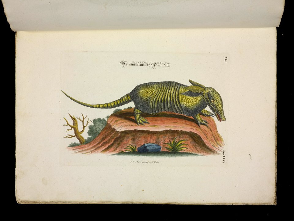 Angenehmer und nutzlicher Zeit-Vertreib mit Betrachtung curioser Vorstellungen allerhand kriechender, fliegender und schwimmender Thiere 1756 (44268817)