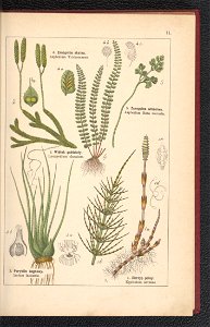 Atlas panstwa roslinnego 1900 (97592069)
