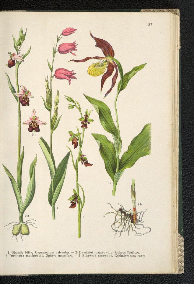 Atlas panstwa roslinnego 1911 (91273409)