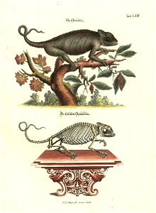 Angenehmer und nutzlicher Zeit-Vertreib mit Betrachtung curioser Vorstellungen allerhand kriechender, fliegender und schwimmender Thiere 1748 (21221488)
