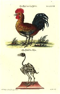 Angenehmer und nutzlicher Zeit-Vertreib mit Betrachtung curioser Vorstellungen allerhand kriechender, fliegender und schwimmender Thiere 1748 (21221920)