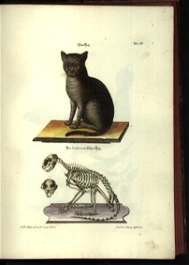 Angenehmer und nutzlicher Zeit-Vertreib mit Betrachtung curioser Vorstellungen allerhand kriechender, fliegender und schwimmender Thiere 1748 (21220802)