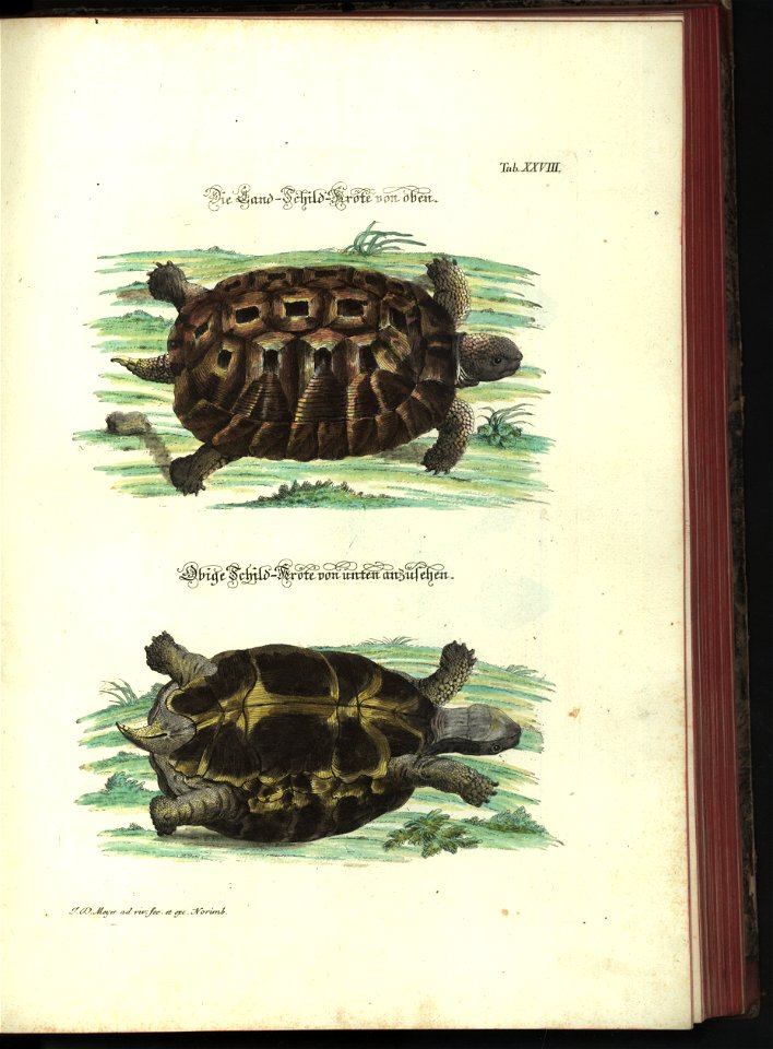Angenehmer und nutzlicher Zeit-Vertreib mit Betrachtung curioser Vorstellungen allerhand kriechender, fliegender und schwimmender Thiere 1748 (21220911)