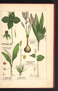 Atlas panstwa roslinnego 1900 (97592302)