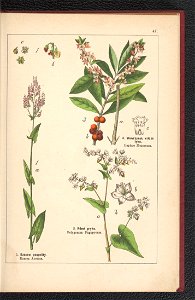Atlas panstwa roslinnego 1900 (97592402)