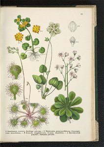 Atlas panstwa roslinnego 1911 (91273469)