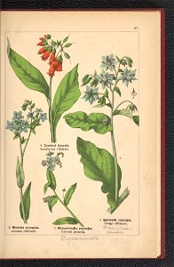 Atlas panstwa roslinnego 1900 (97592536)