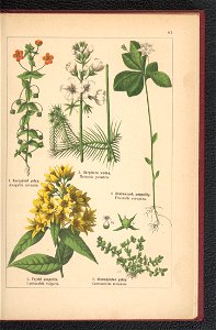 Atlas panstwa roslinnego 1900 (97592617)
