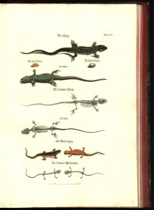Angenehmer und nutzlicher Zeit-Vertreib mit Betrachtung curioser Vorstellungen allerhand kriechender, fliegender und schwimmender Thiere 1748 (21221472)