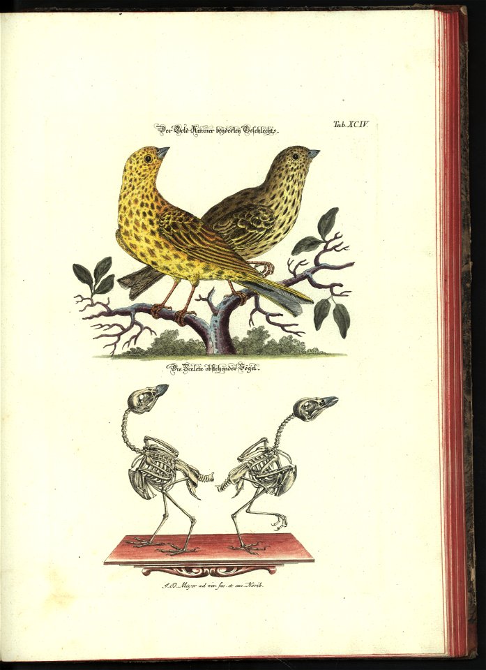 Angenehmer und nutzlicher Zeit-Vertreib mit Betrachtung curioser Vorstellungen allerhand kriechender, fliegender und schwimmender Thiere 1748 (21222318)