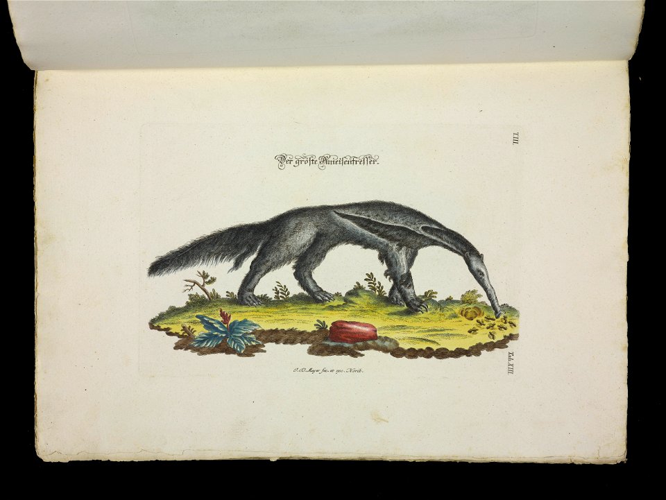 Angenehmer und nutzlicher Zeit-Vertreib mit Betrachtung curioser Vorstellungen allerhand kriechender, fliegender und schwimmender Thiere 1756 (44267984)