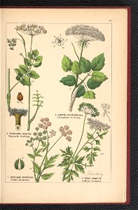 Atlas panstwa roslinnego 1900 (97592631)