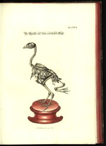 Angenehmer und nutzlicher Zeit-Vertreib mit Betrachtung curioser Vorstellungen allerhand kriechender, fliegender und schwimmender Thiere 1748 (21221889)