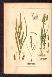 Atlas panstwa roslinnego 1900 (97592224)