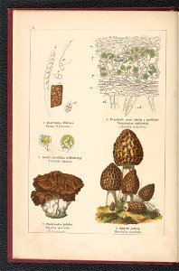 Atlas panstwa roslinnego 1900 (97591970)