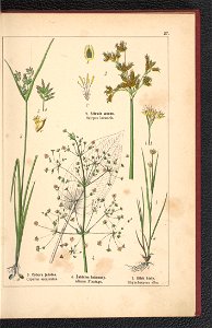 Atlas panstwa roslinnego 1900 (97592237)