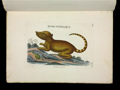 Angenehmer und nutzlicher Zeit-Vertreib mit Betrachtung curioser Vorstellungen allerhand kriechender, fliegender und schwimmender Thiere 1756 (44268396)