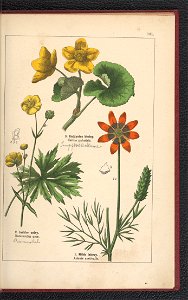 Atlas panstwa roslinnego 1900 (97592950)