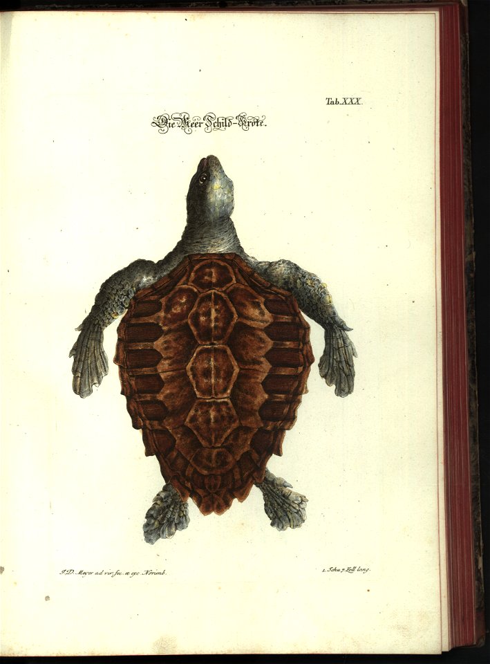 Angenehmer und nutzlicher Zeit-Vertreib mit Betrachtung curioser Vorstellungen allerhand kriechender, fliegender und schwimmender Thiere 1748 (21220983)
