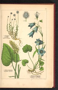 Atlas panstwa roslinnego 1900 (97592436)