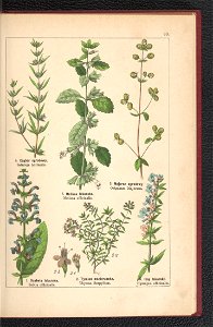 Atlas panstwa roslinnego 1900 (97592514)