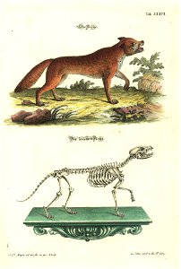 Angenehmer und nutzlicher Zeit-Vertreib mit Betrachtung curioser Vorstellungen allerhand kriechender, fliegender und schwimmender Thiere 1748 (21221113)