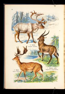 Atlas panstwa zwierzecego. Cz. 1, Zwierzeta ssace 1905 (79907251)