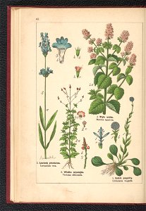 Atlas panstwa roslinnego 1900 (97592506)