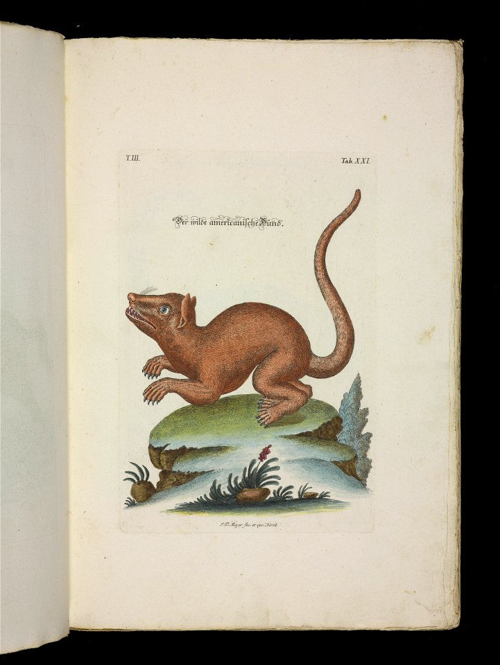 Angenehmer und nutzlicher Zeit-Vertreib mit Betrachtung curioser Vorstellungen allerhand kriechender, fliegender und schwimmender Thiere 1756 (44268576)
