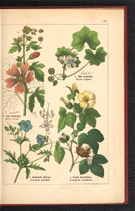 Atlas panstwa roslinnego 1900 (97592829)