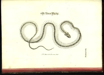 Angenehmer und nutzlicher Zeit-Vertreib mit Betrachtung curioser Vorstellungen allerhand kriechender, fliegender und schwimmender Thiere 1748 (21222170)