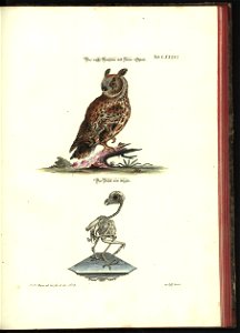Angenehmer und nutzlicher Zeit-Vertreib mit Betrachtung curioser Vorstellungen allerhand kriechender, fliegender und schwimmender Thiere 1748 (21222129)