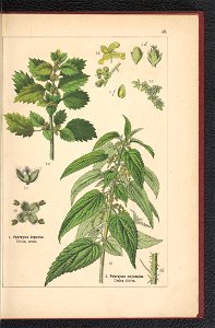 Atlas panstwa roslinnego 1900 (97592371)