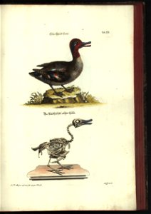 Angenehmer und nutzlicher Zeit-Vertreib mit Betrachtung curioser Vorstellungen allerhand kriechender, fliegender und schwimmender Thiere 1748 (21220751)