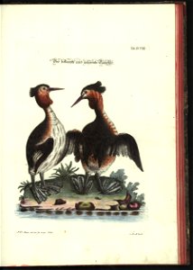 Angenehmer und nutzlicher Zeit-Vertreib mit Betrachtung curioser Vorstellungen allerhand kriechender, fliegender und schwimmender Thiere 1748 (21222465)