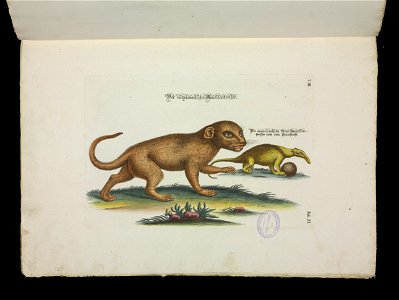 Angenehmer und nutzlicher Zeit-Vertreib mit Betrachtung curioser Vorstellungen allerhand kriechender, fliegender und schwimmender Thiere 1756 (44267647)