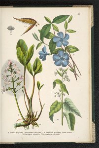 Atlas panstwa roslinnego 1911 (91273609)