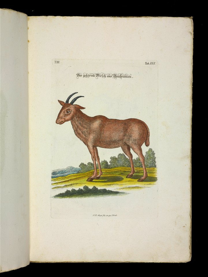 Angenehmer und nutzlicher Zeit-Vertreib mit Betrachtung curioser Vorstellungen allerhand kriechender, fliegender und schwimmender Thiere 1756 (44268482)