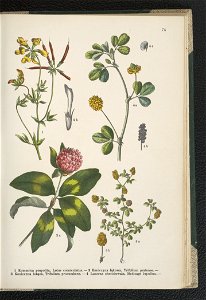 Atlas panstwa roslinnego 1911 (91273504)