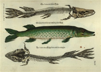 Angenehmer und nutzlicher Zeit-Vertreib mit Betrachtung curioser Vorstellungen allerhand kriechender, fliegender und schwimmender Thiere 1748 (21220687)