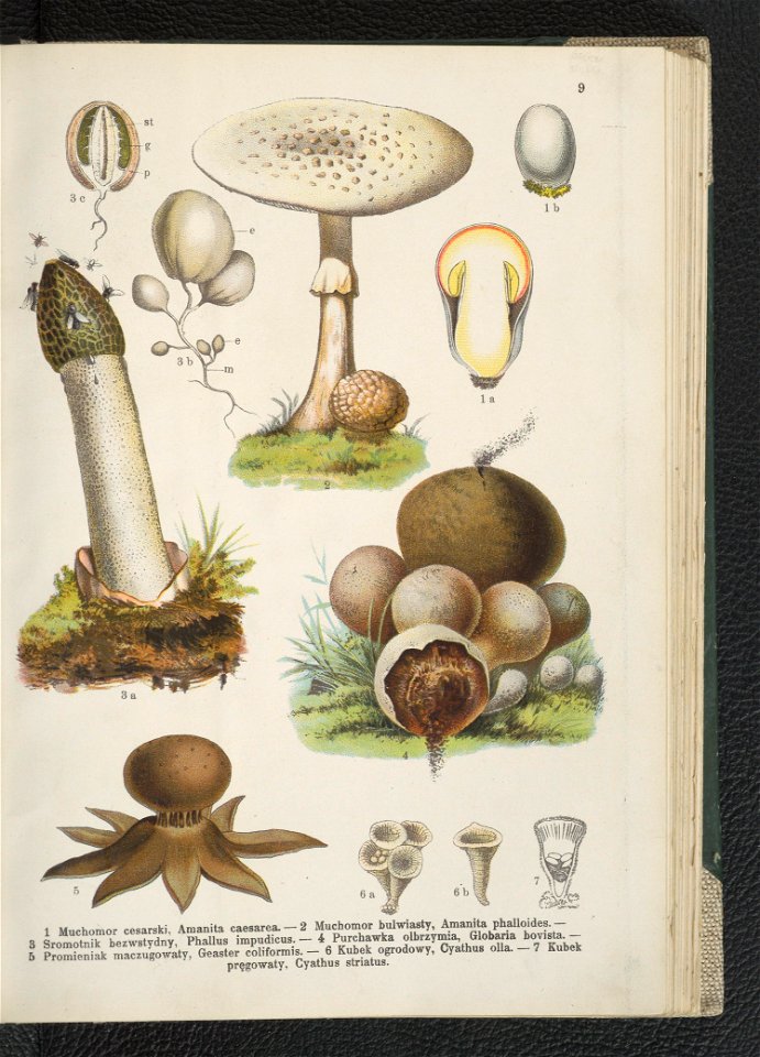 Atlas panstwa roslinnego 1911 (91273292)