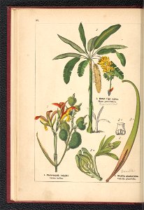 Atlas panstwa roslinnego 1900 (97592256)