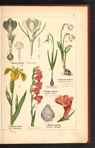 Atlas panstwa roslinnego 1900 (97592284)